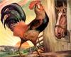 Domestic Chicken - Rooster