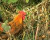 Domestic Chicken - R