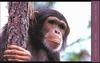 Chimpanzee