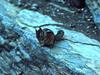 Chipmunk