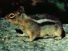Chipmunk