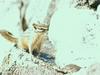 Chipmunk