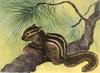 Animal Art : Chipmunk
