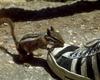 Chipmunk