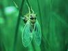 Cicada