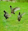 American Coots