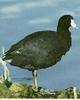 American Coot