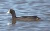 American Coot