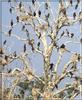 Cormorants - PO wl2 098 Cormorans.jpg