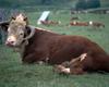 Cattle : cow