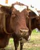 Cattle : cow