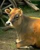 Cattle : cow