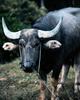 Cattle : cow