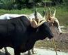 Cattle : Indian cattles (Zebus)