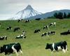 Cattle : Milk Cows