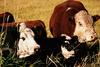 Cattle : cows