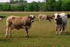 Cattle : cows