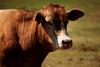 Cattle : cow