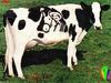 Cattle : Milk Cow