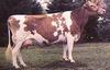 Cattle : Cow