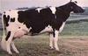 Cattle : Cow