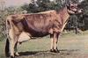 Cattle : Cow