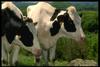 Cattle : Milk Cows