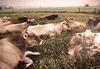 Cattle : Cows