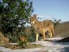 Coyote