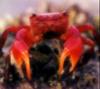 Red crab