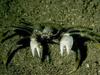 Crab
