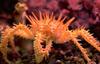 Crab (spiny)