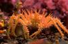 Crab (spiny)