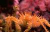 Crab (spiny)