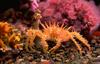 Crab (spiny)