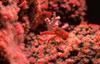 Crab