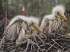 Crane chicks?