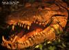 Alligator