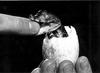 Alligator hatchling