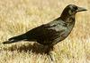 Crow