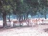 Deer