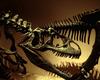 Dinosaur Skeleton