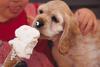 Dog (Puppy)