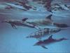 Dolphins