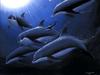 Animal Art : Dolphins