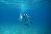 Swmming with dolphins