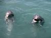 Dolphins