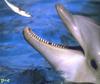 Feeding a dolphin
