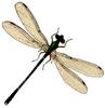 Dragonfly Art