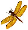 Dragonfly Art